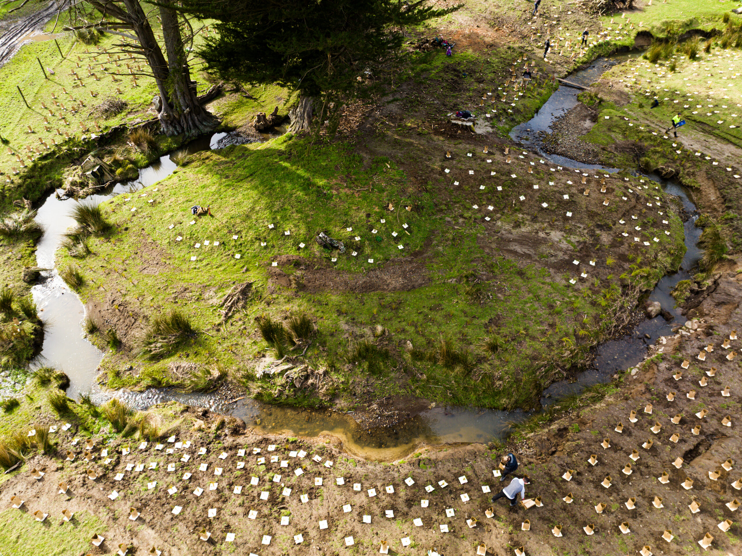 Aerial view of a winding stream and surrounding native vegetation at Living Springs