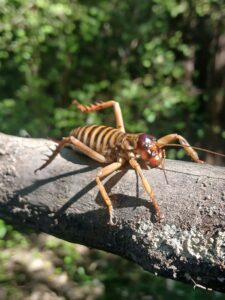 Tree Weta